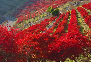 燃え立つ紅葉の写真