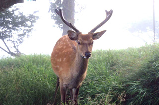 ニホンジカの写真