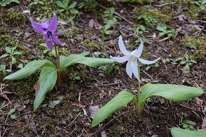 カタクリの花の写真