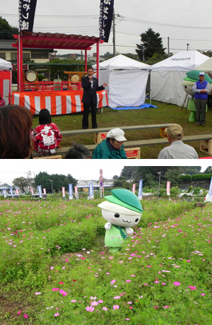 小松コスモス祭りの写真