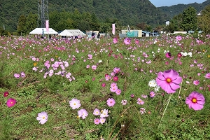 青根のコスモスの写真