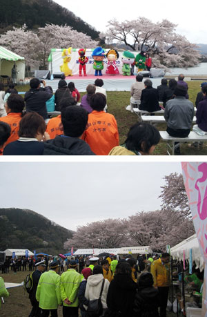 津久井湖さくらまつり・おおさわ桜まつりの写真