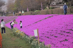 相模川芝ざくらまつり