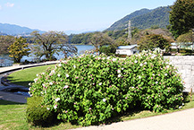 満開の酔芙蓉（水の苑地）（2024年10月撮影）の拡大写真を表示