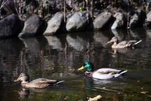 マガモ（県立相模原公園）（2024年11月撮影）の拡大写真を表示