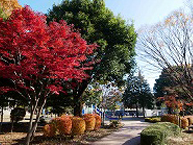 相模大野中央公園の紅葉の拡大写真を表示