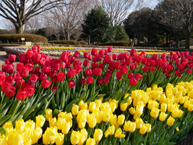 県立相模原公園のチューリップの拡大写真を表示