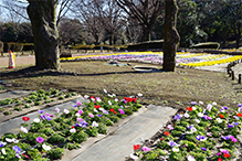 アネモネ（県立相模原公園）（2024年1月撮影）の拡大写真を表示