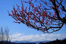 蛭ヶ岳と八重紅梅　根小屋（城山公園・根本）の拡大写真を表示