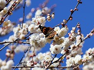 アカタテハと白梅（相模原北公園）の拡大写真を表示