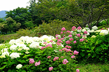 白と赤のアジサイ（maginoやまなみ公園）（2024年6月撮影）の拡大写真を表示