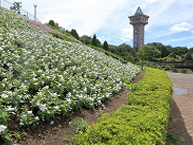 夏の風景（相模原麻溝公園）の拡大写真を表示