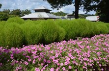 ペチュニア（県立相模原公園）（2024年8月撮影）の拡大写真を表示