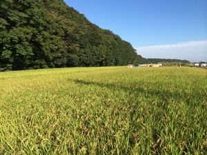 田名地区望地河原の水田の写真