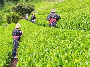 お茶畑　写真