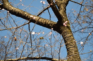 桜の写真