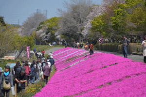 芝桜の写真