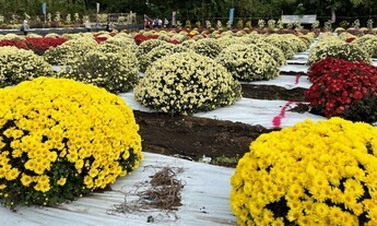 開花状況は8分咲き（もうすぐ満開） 写真