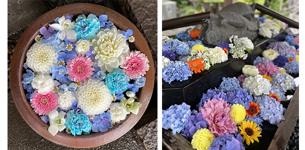 あじさいを用いた花手水　写真