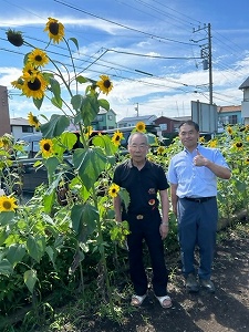 背の高いひまわり　写真