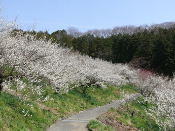 本沢梅園写真2